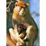 Photos Of The Day New Baby Patas Monkey At Zoo  Syracusecom