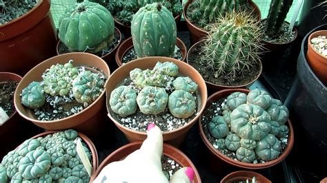 Our Lophophora Cacti The Peyote Cactus Complete Collection Tour Youtube