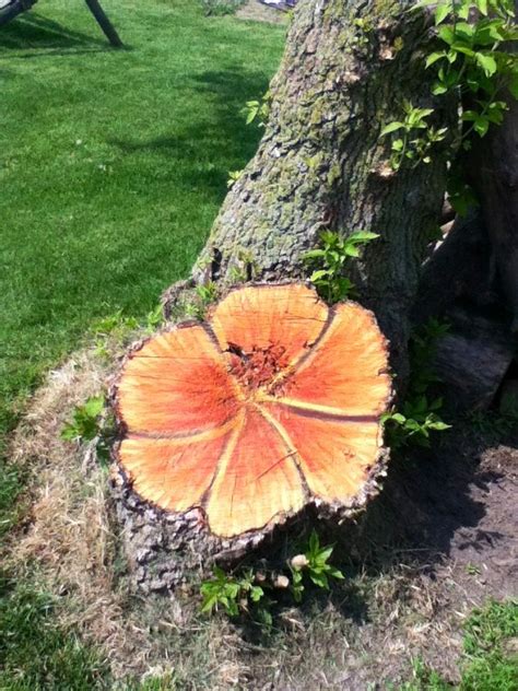Painted My Tree Stump Tree Crafts Diy Home Crafts Garden Crafts