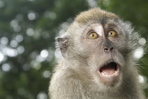 Shocked Monkey Expression Stock Image Image Of Monkey 6053955
