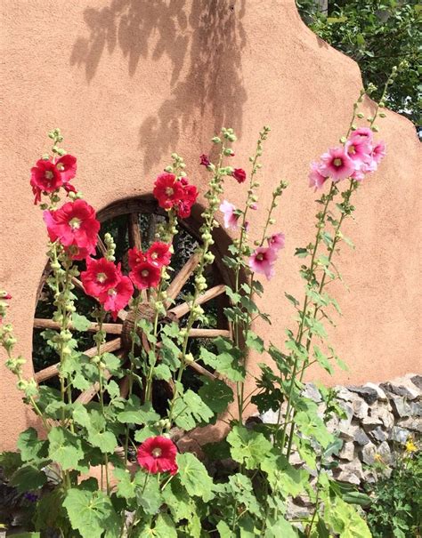 Summer Hollyhocks In Taos New Mexico Hollyhock Garden Desert Plants