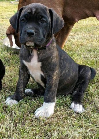Our pit bull puppies are have rare colors for xxl's, we produce champagne pitbull puppies, chocolate pitbull puppies, tri pit bull puppies, blue nose pitbull puppies and even black pitbull puppies. Pitbull Mastiff Mix Puppies for Sale for Sale in Bay Shore ...