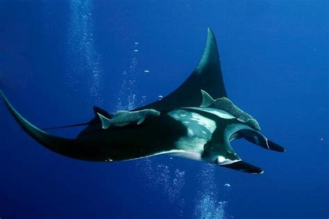 Manta Ray Information And Picture Sea Animals