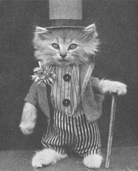 Tophat Photo Vintage Vintage Cat Wearing A Top Hat