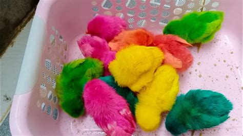 Menemukan Anak Ayam Warna Warni Ayam Hias Ayam Rainbow Ayam Lucu