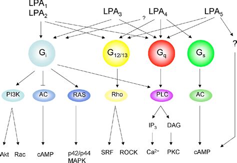 Lysophosphatidic Acid Lpa Receptors Signaling Properties And Disease