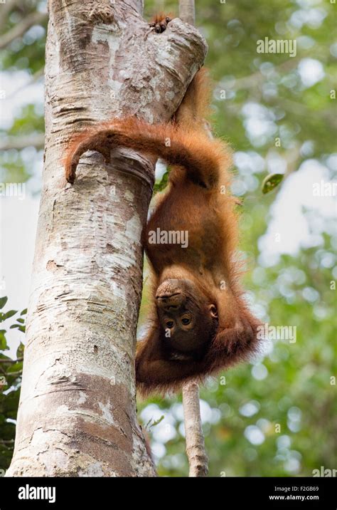Orangutan Child Playing And Hanging Upside Down From Tree In Borneo