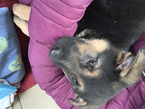 Lancaster Puppies Reviews - 86 Reviews of Lancasterpuppies.com | Sitejabber