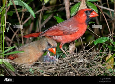 Cardinal Nest Hi Res Stock Photography And Images Alamy