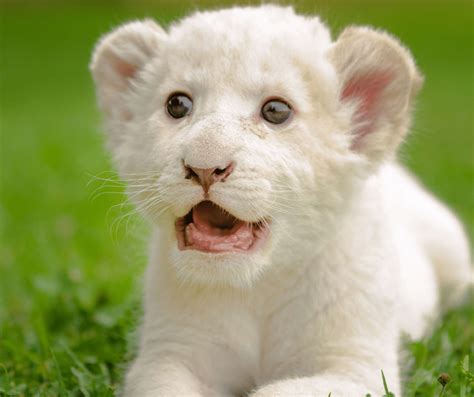 The Majestic Beauty Of White Lions A Rare And Stunning Sight In The Wild