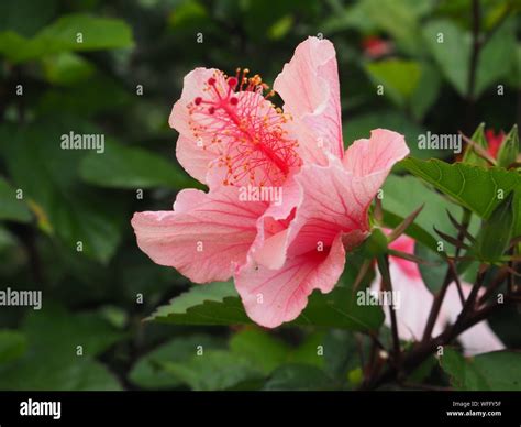 Pink Hibiscus Bloom Stock Photo Alamy
