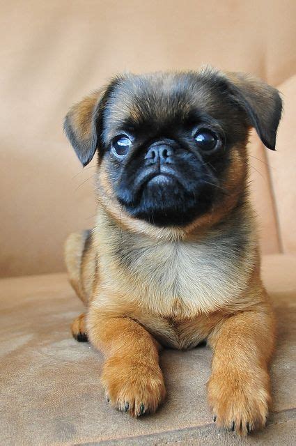 Thankfully, there is a breed of terrier that perfectly fits these criteria. Short Haired Brussels Griffon | Cute animals, Calm dog ...
