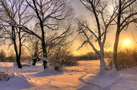Wallpaper Trees Snow Traces Winter Sun Light 2420x1600