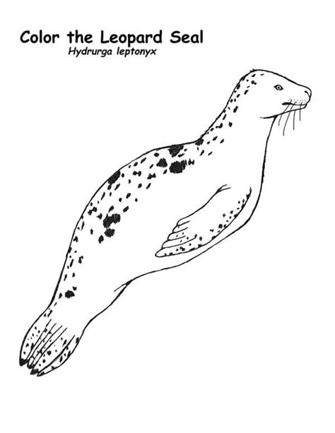Exclusive picture of seal coloring pages coloring pages. Leopard Seal Coloring Page : Coloring Sky