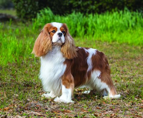 These are the kinds of pups who simply can't spend enough. Cavalier King Charles Spaniel - Grooming | Temperament ...