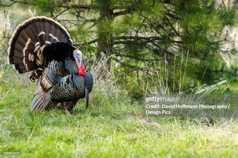 Wild Tom Turkey With Tail Feathers Fanned Out In The Cascade Siskiyou
