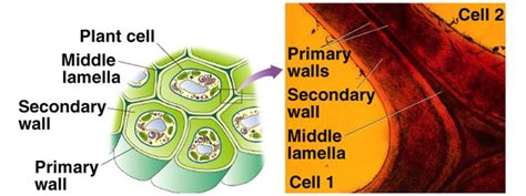 Cell Wall Introduction Structure And Function