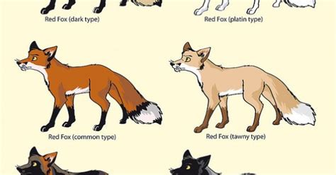 Red Fox Coat Colors Foxes Pinterest Fox Coat And Red Fox