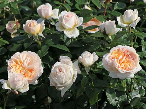 Beetrose Garden Of Roses ® Schönste Rosen And Expertenwissen