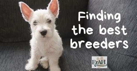 10 Signs Of A Good Breeder