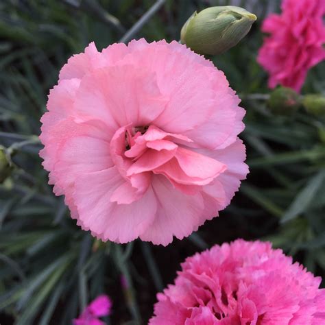 Maybe you would like to learn more about one of these? Dianthus | Our Edible Flowers | The Flower Deli
