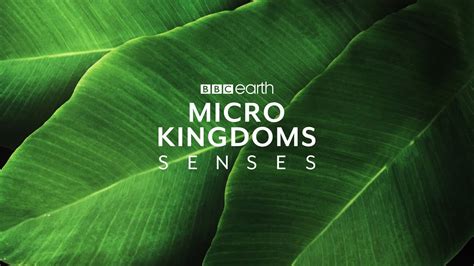 The Making Of Bbc Earth Micro Kingdoms Senses Youtube