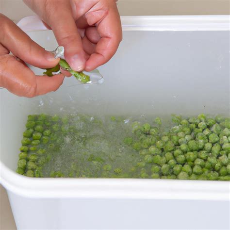 How Do You Blanch Peas A Step By Step Guide