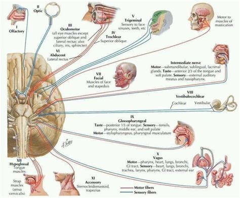 Cranial Nerves Cranial Nerves Human Body Science Head And Neck Anatomy
