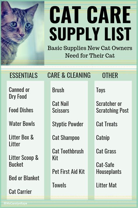 Cat Care 101 A Guide For New Cat Owners Cat Care Cat Care Tips Cat