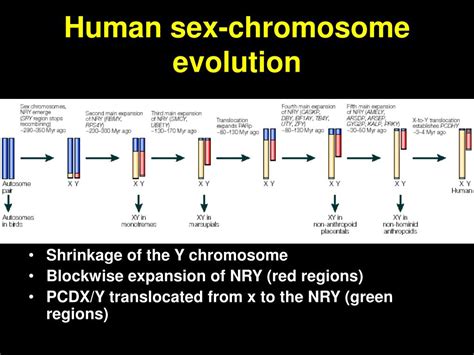 Ppt Mitochondrial Genome Powerpoint Presentation Free Download Id6815869