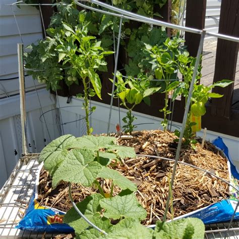 Growing Vegetables In Potting Soil Bags
