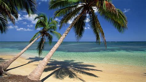 🥇 Nature Beach Coconut Palm Trees Seascapes Dominican Republic