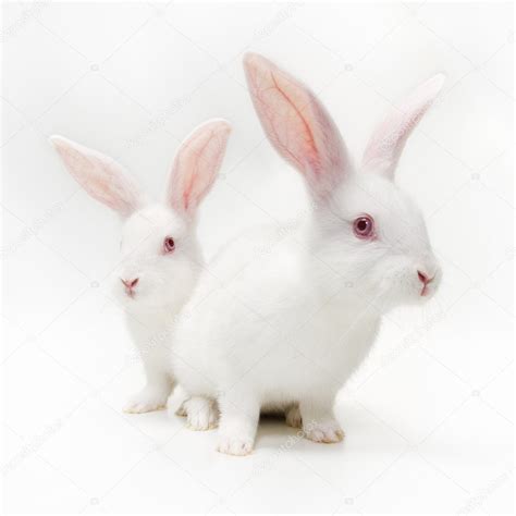 White Rabbits — Stock Photo © Stefan1234 1611956