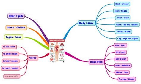 Mind Map Body Parts