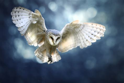 Hunting Barn Owl In Flight Wildlife Scene From Wild Forest Flying