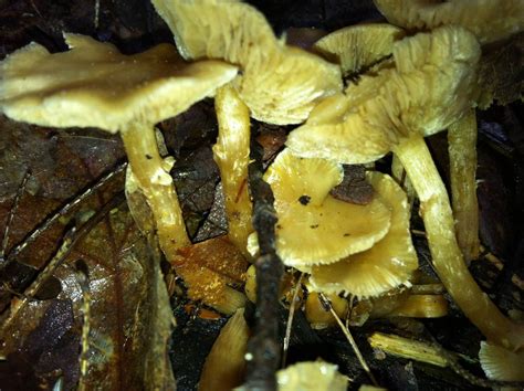 Wavy Cap Look Alikes Mushroom Hunting And Identification