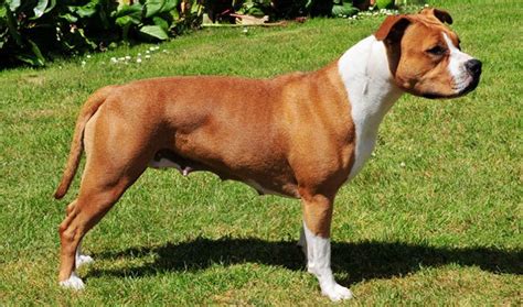 American Staffordshire Terrier Breed Information
