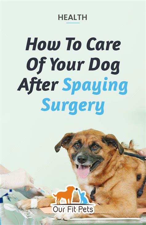 How To Care Of Your Dog After Spaying Surgery Our Fit Pets Dog Spay