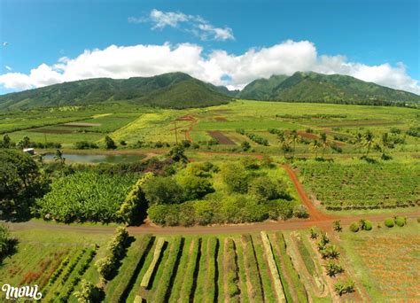 9 Farms That Feed Maui