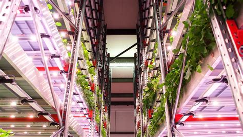 What Is Vertical Farming
