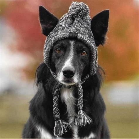 Dog Hat Winter Dog Hat Dog Beanie Winter Hat For Dog Etsy In 2021