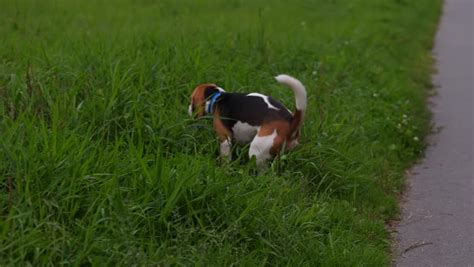 Beagle Dog Poops On The Stock Footage Video 100 Royalty Free