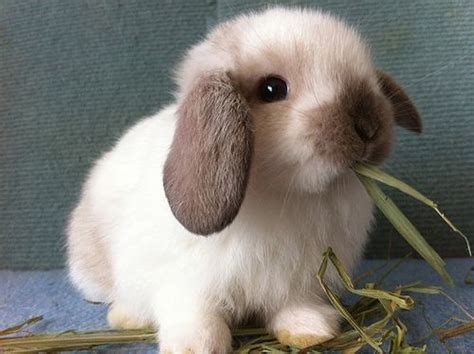 15 Of The Best Pet Rabbit Breeds Cute Baby Bunnies Cute Baby Animals