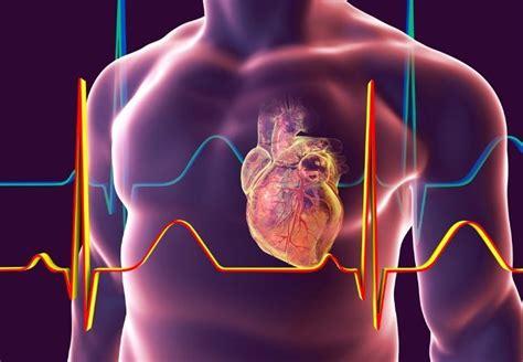 Zvětšené Srdce Kardiomegalie Jaké Jsou Příčiny Příznaky A Možnosti