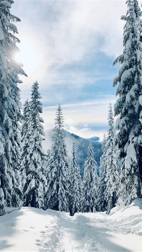 Forest Winter Snow Wallpaper 1080x1920