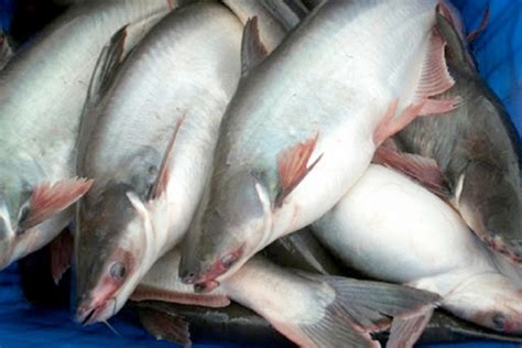 Cá Tra Việt Nam Chiếm Dần Thị Phần Của Cá Thịt Trắng Khác ở Canada
