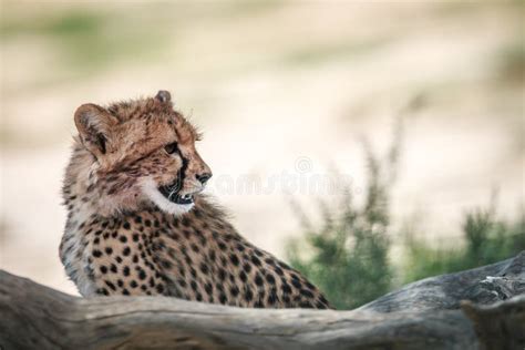 Side Profile Of A Young Cheetah Stock Photo Image Of Conservation