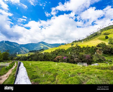 Beautiful Day Hiking Scenery Of Cocora Valley In Salento Colombia