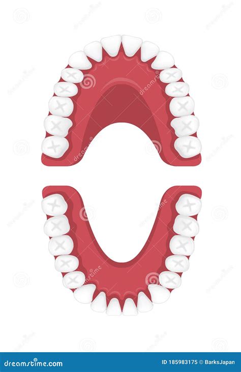 Teeth Chart Tooth Cartoon Vector 84523195
