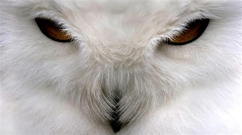 Online Crop White Barn Owl Animals Birds Owl Hd Wallpaper
